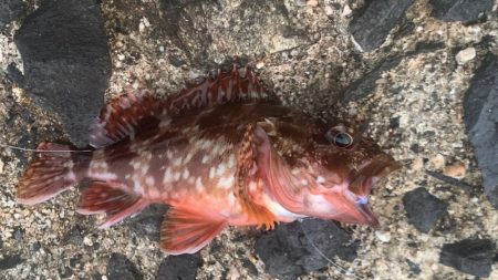 サビキ釣りでファミリーフィッシング